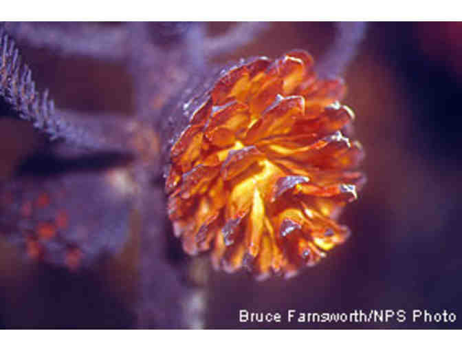 Fire in the Landscape: A Walking Tour of the Vision Fire with Jennifer Chapman for 10