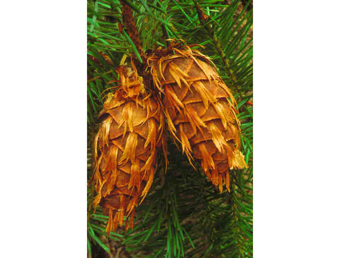 Fire in the Landscape: A Walking Tour of the Vision Fire with Jennifer Chapman for 10