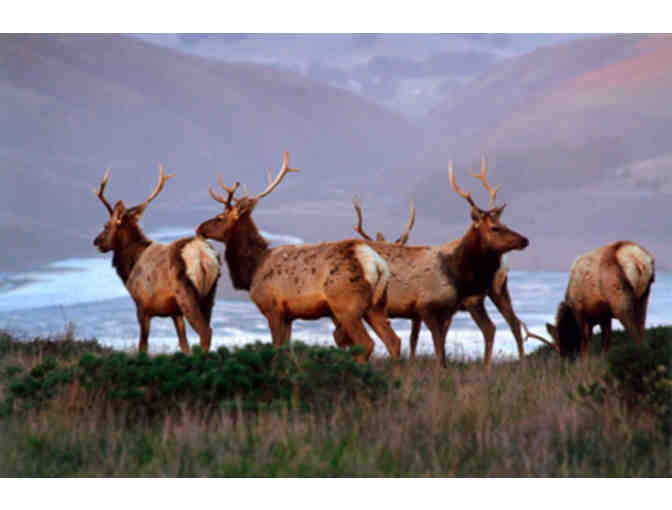 A Tule Elk Trek at Tomales Point with David Press for Ten + A Set of Audubon Nature Apps