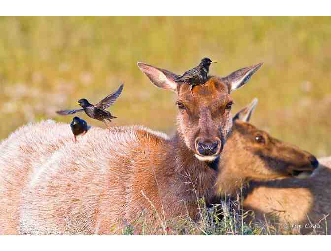A Tule Elk Trek at Tomales Point with David Press for Ten + A Set of Audubon Nature Apps