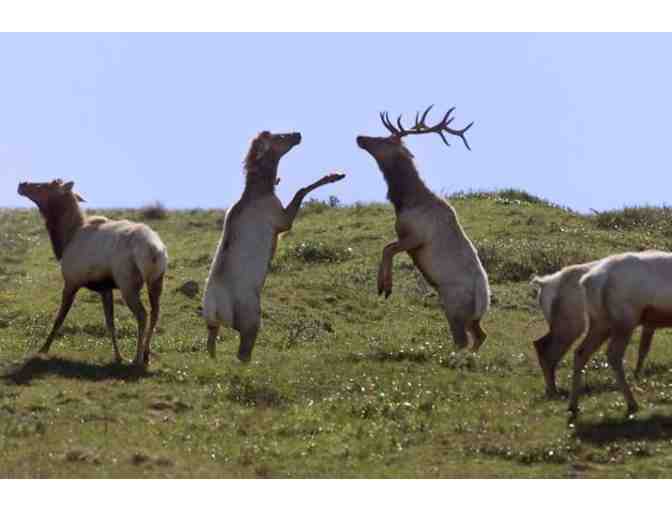 A Tule Elk Trek at Tomales Point with David Press for Ten + A Set of Audubon Nature Apps