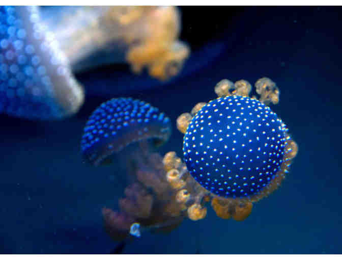 Breakfast at the California Academy of Science's Steinhart Aquarium for Two on Sept 29