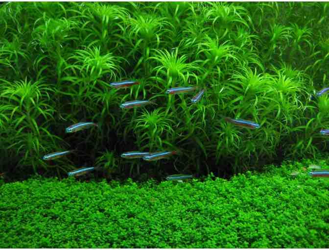 Breakfast at the California Academy of Science's Steinhart Aquarium for Two on Sept 29