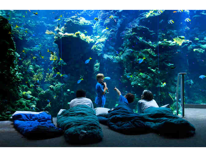Penguins and Pajamas Sleepover at the California Academy of Sciences for Two