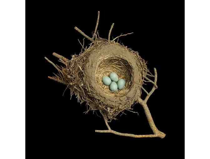 Nesting with Sharon Beals: A Collection of Three Prints & Book for Art and Bird Lovers