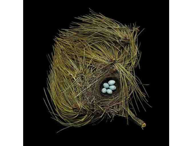 Nesting with Sharon Beals: A Collection of Three Prints & Book for Art and Bird Lovers