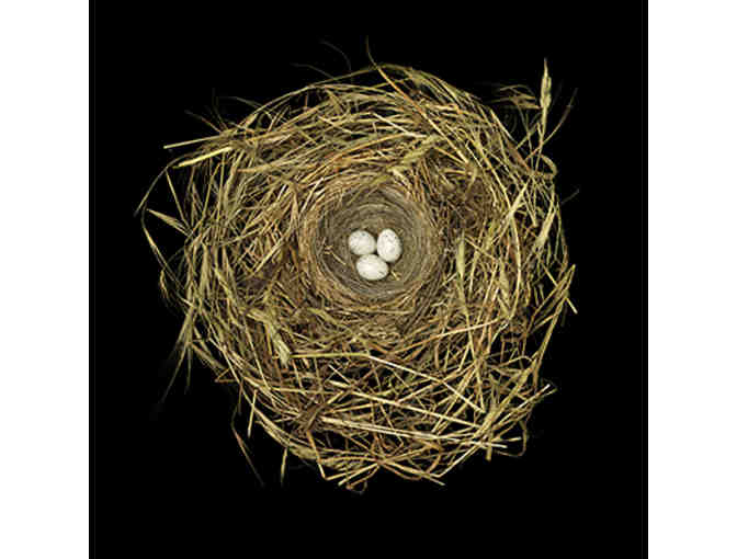 Nesting with Sharon Beals: A Collection of Three Prints & Book for Art and Bird Lovers
