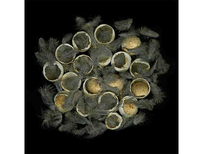 Nesting with Sharon Beals: A Collection of Three Prints & Book for Art and Bird Lovers