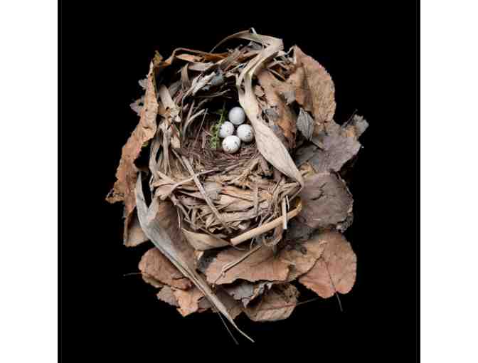 Nesting with Sharon Beals: A Collection of Three Prints & Book for Art and Bird Lovers