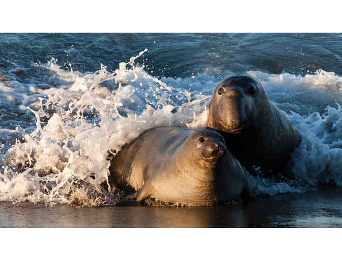 Marvelous Marine Mammal Excursion w/ Dr. Sarah G. Allen for Six + UC Press Book Collection