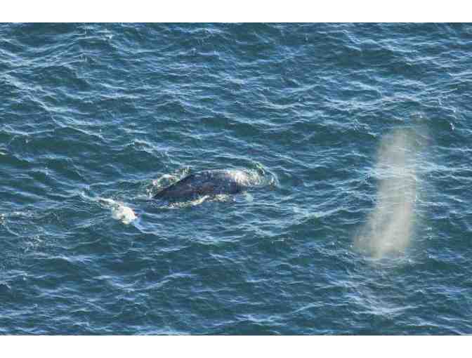 Marvelous Marine Mammal Excursion w/ Dr. Sarah G. Allen for Six + UC Press Book Collection