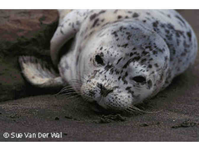 Marvelous Marine Mammal Excursion w/ Dr. Sarah G. Allen for Six + UC Press Book Collection