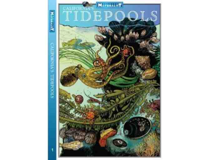 Life at the Edge of the Sea: A Tidepool Tour with Dr. Ben Becker for Ten