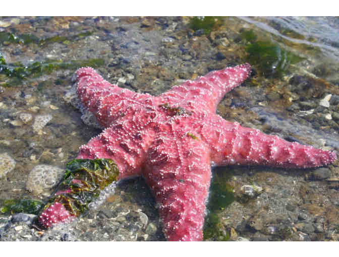 Life at the Edge of the Sea: A Tidepool Tour with Dr. Ben Becker for Ten
