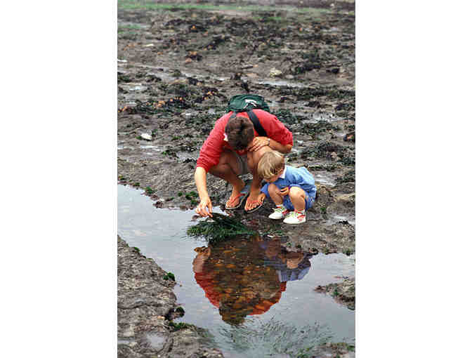 Life at the Edge of the Sea: A Tidepool Tour with Dr. Ben Becker for Ten