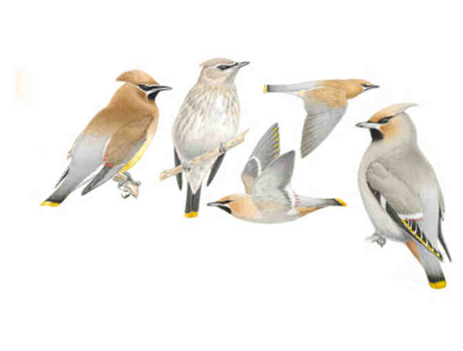 Bolinas Birding & Studio Visit w/ Keith Hansen + Swarovski Optik Scope