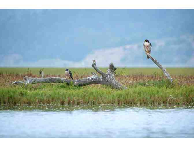 Bolinas Birding & Studio Visit w/ Keith Hansen + Swarovski Optik Scope