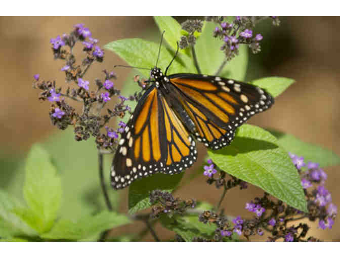 Grow Native: Design, Seed and Plant Your New Oasis (Bay Area Residents Only)