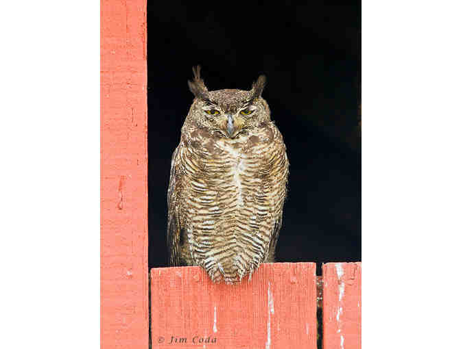 Hawk Walk: An Awesome Avian Adventure with David Wimpfheimer + Eagle Optics Binoculars