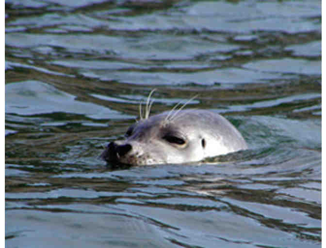 Play on the Bay with Blue Waters Kayaking + Oyster BBQ (Sat- October 19 -Ticket Only)