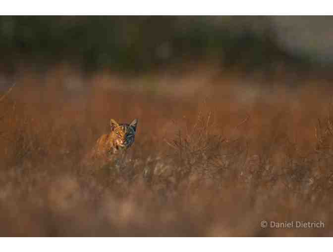 A 5-Hour Wildlife Photography Safari with Professional Photographer Daniel Dietrich
