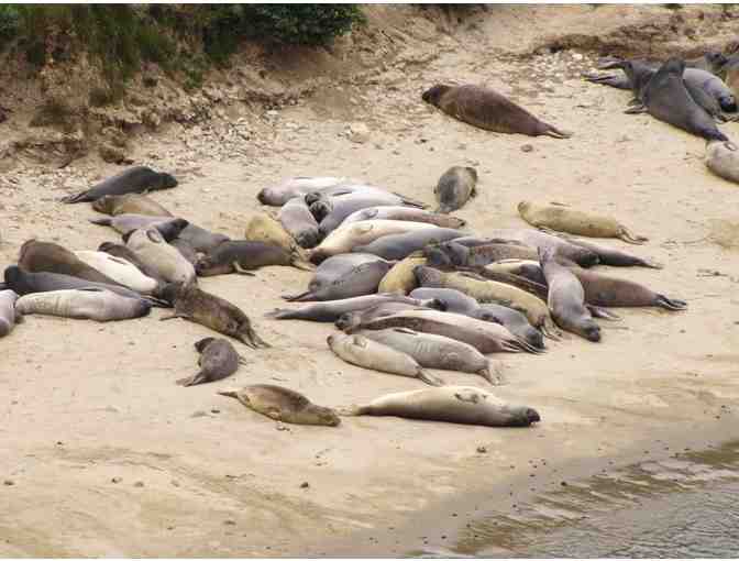 Elephant Seals for Lunch! with Dr. Sarah Allen & Jennifer Stock for 10, Children Welcome!