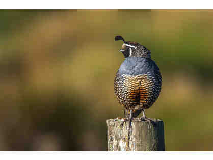 Birding Point Reyes with John Dell'Osso and 2 Weeknights at the Historic Lifeboat Station