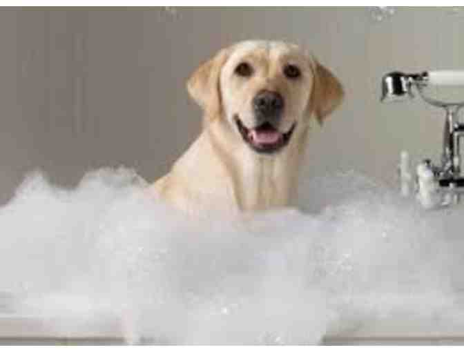 Champion Dog Grooming