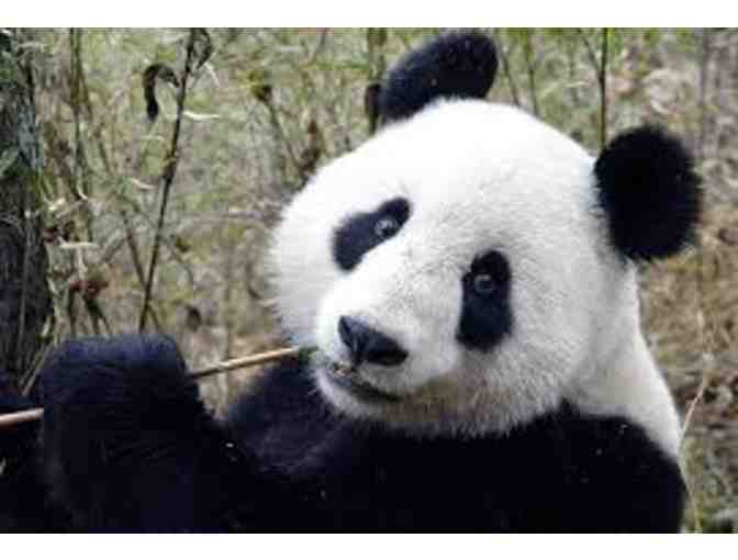 Panda Visit in Your Classroom at North Campus