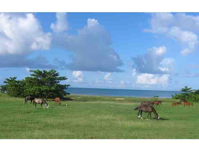 Adventure & Relaxation in Tropical Vieques Island, Puerto Rico