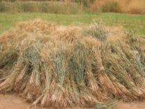 Seeds for a School Market Garden