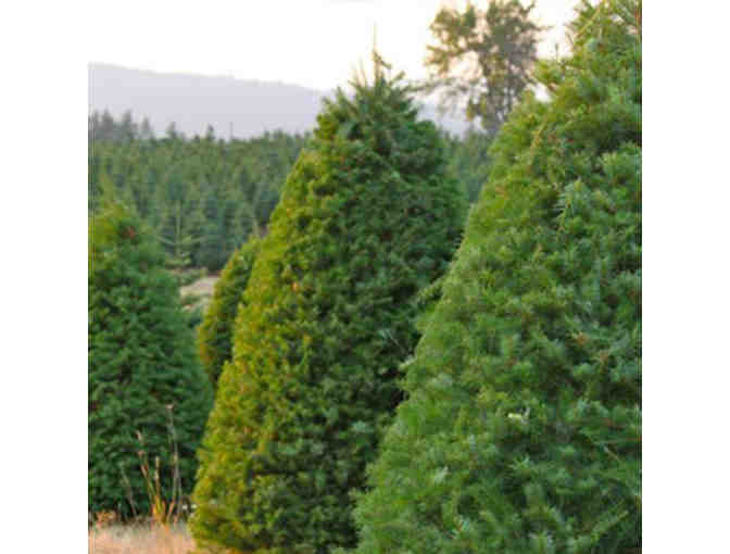 Pinery Christmas Trees - $50