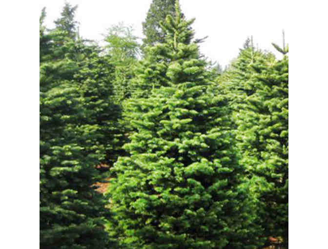 Pinery Christmas Trees - $50