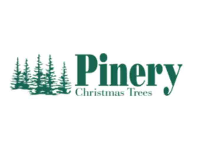 Pinery Christmas Trees $50