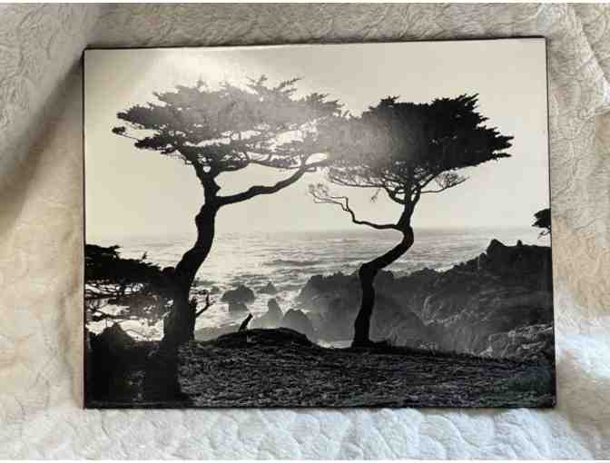 Vintage Karl Bonfert Art Photograph of Cypress Trees in Coastal Cal USA