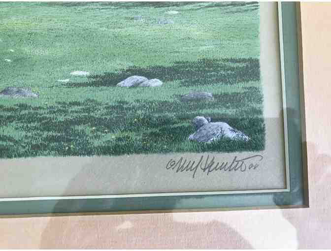 'Peregrines Near White Rocks' Framed Artist's Print
