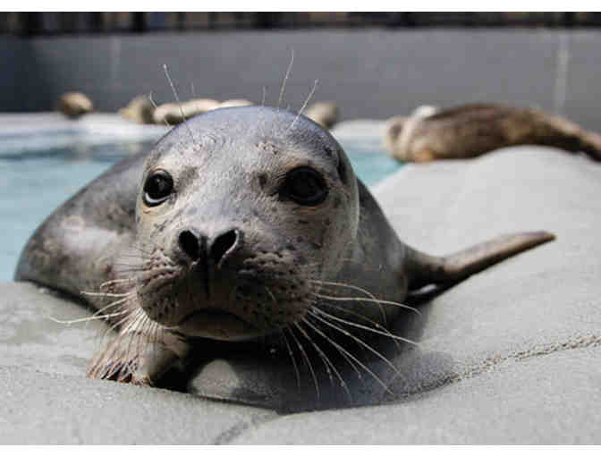 Join Ms. Rachel for a Docent Led Tour of the Marine Mammal Center