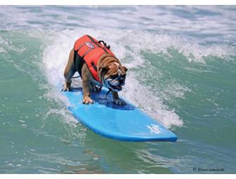 Surf with two of our Reality Star Dogs!!