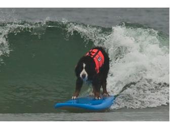 Surf with two of our Reality Star Dogs!!