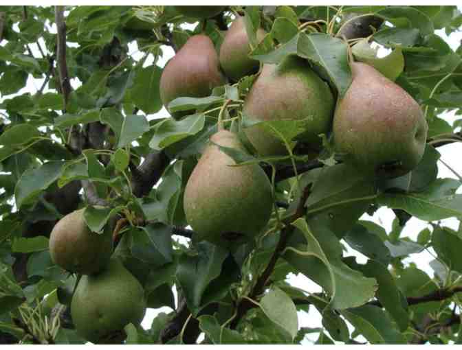 Fruit Tree of your choice from East Hill Tree Farm