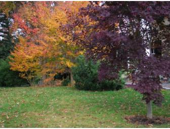 Landscape Consultation