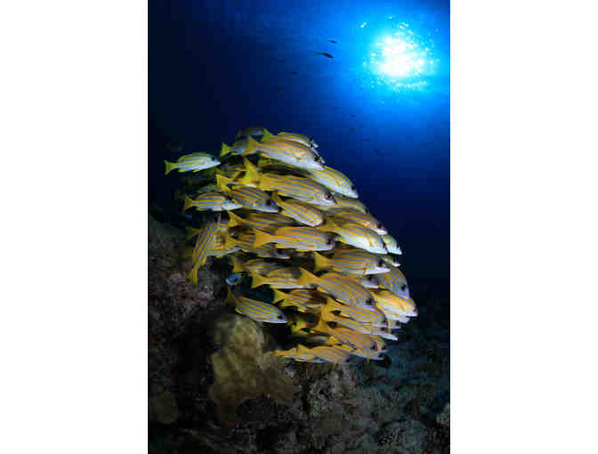 Seven Night Liveaboard Trip to Palau with Siren Fleet