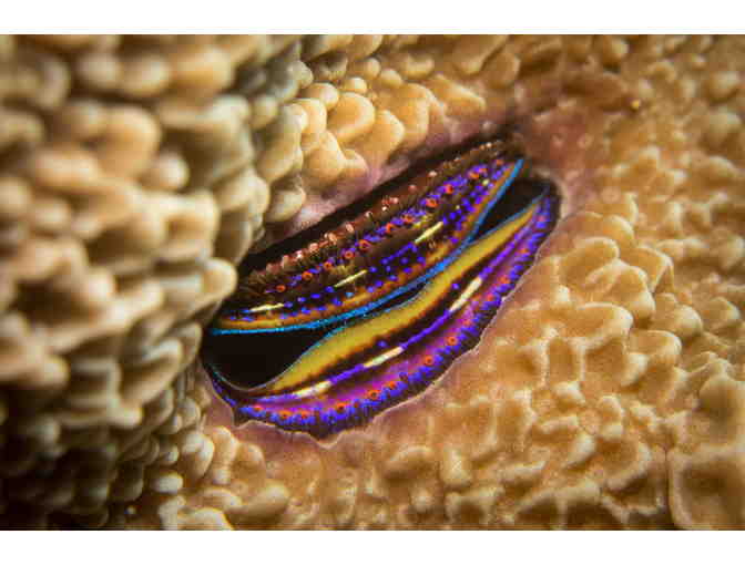 Seven Nights at Volivoli Beach Resort Fiji + Five Days Diving with Ra Divers