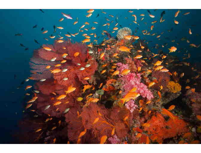 Seven Nights at Volivoli Beach Resort Fiji + Five Days Diving with Ra Divers