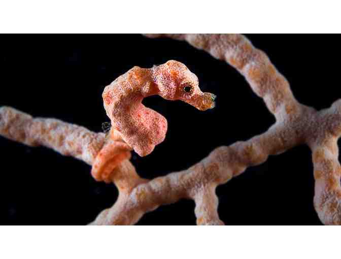 Seven Night Dive Trip Aboard MV Bilikiki in the Solomon Islands