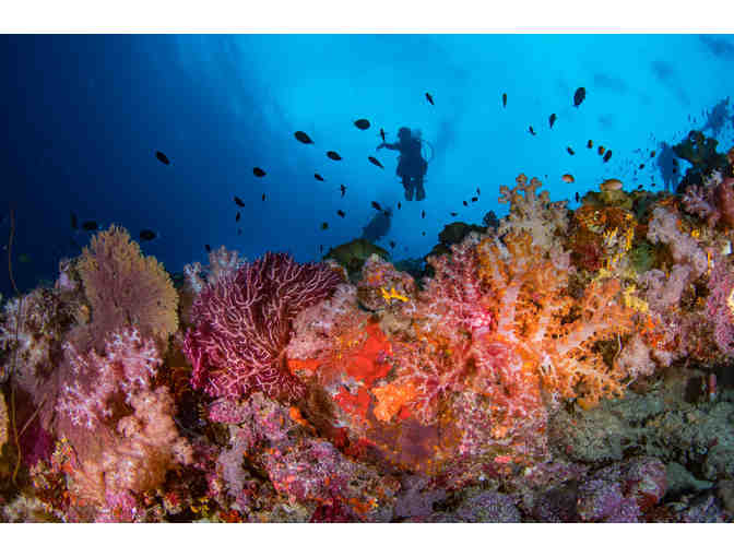 Seven Night Dive Trip Aboard MV Bilikiki in the Solomon Islands