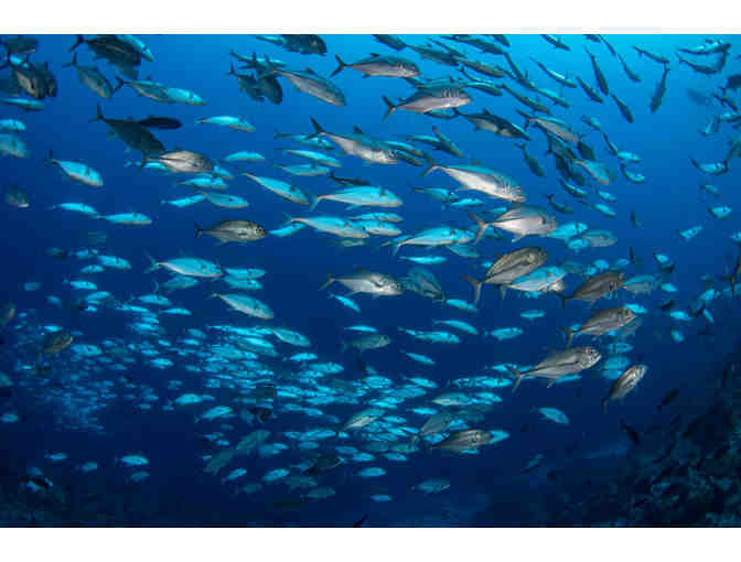 Seven Night Dive Trip Aboard MV Bilikiki in the Solomon Islands