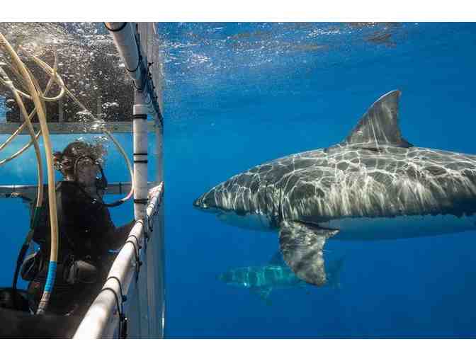 Shark Diver Gift Certificate for Great White Shark Dive