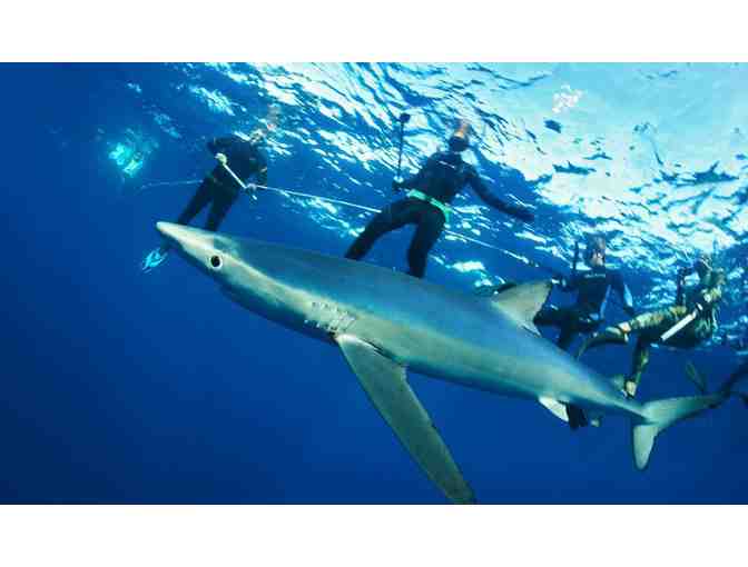 Private Charter for a Group of up to Eight to Dive with Blue and Mako Sharks