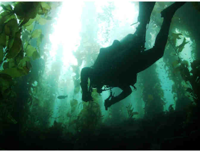 PADI Kelp Diver Specialty Certification Training for One with Malibu Divers